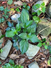 Lepidagathis formosensis
