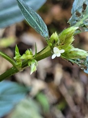 Lepidagathis formosensis