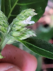 Lepidagathis formosensis