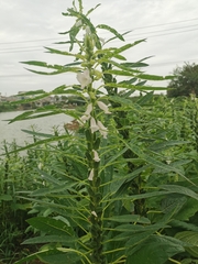 Sesamum indicum