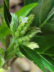 Lepidagathis formosensis