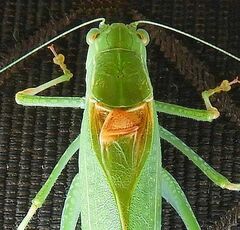 Microcentrum californicum