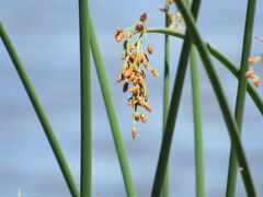 Schoenoplectus tabernaemontani