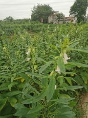 Sesamum indicum