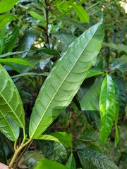 Ficus nervosa