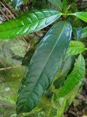 Ficus nervosa