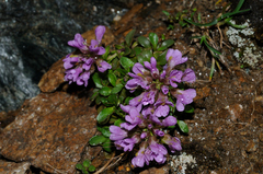 Noccaea rotundifolia