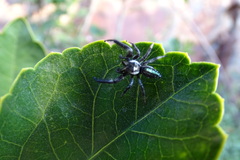 Paraphidippus
