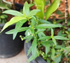 Oldenlandia corymbosa