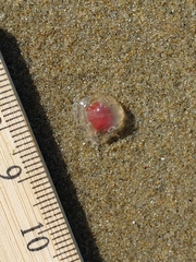 Turritopsis rubra