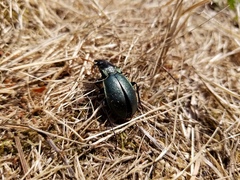 Carabus nemoralis