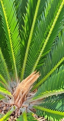 Cycas revoluta
