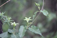 Gonolobus grandiflorus