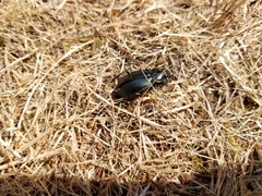 Carabus nemoralis