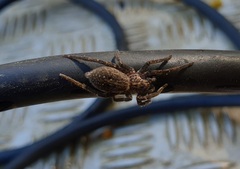 Mituliodon tarantulinus