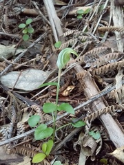 Pterostylis alobula