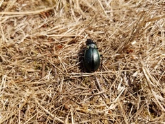 Carabus nemoralis
