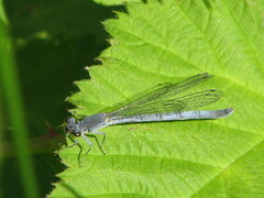 Ischnura perparva