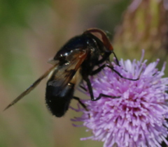 Volucella pellucens