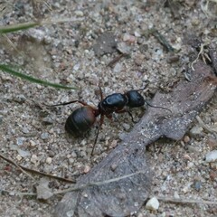Camponotus chromaiodes