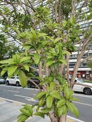 Osmanthus fragrans