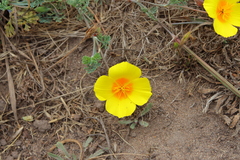 Eschscholzia californica