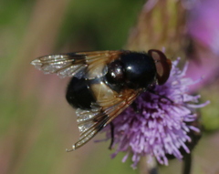 Volucella pellucens