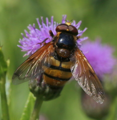 Volucella inanis
