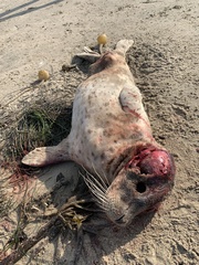 Phoca vitulina richardii