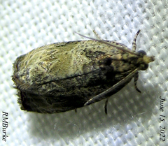 Olethreutes furfuranum