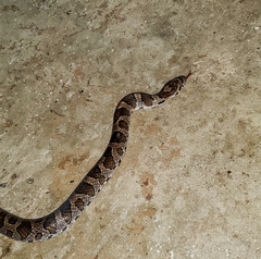 Lampropeltis triangulum
