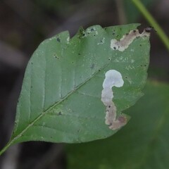 Cameraria guttifinitella