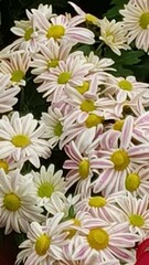 Leucanthemum maximum