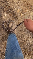 Lampropeltis californiae
