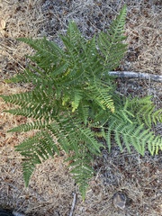 Pteridium aquilinum pubescens
