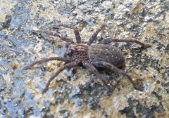 Mituliodon tarantulinus