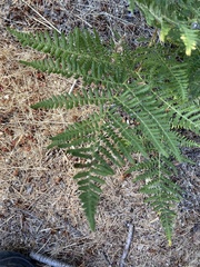 Pteridium aquilinum pubescens