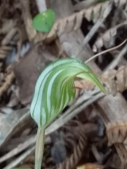 Pterostylis alobula