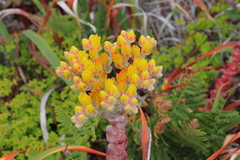 Dudleya