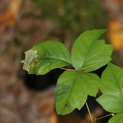 Cameraria guttifinitella