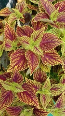 Coleus scutellarioides