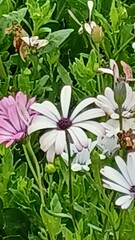 Dimorphotheca ecklonis