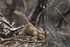 Varanus gouldii