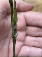 Flatidae