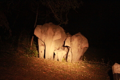 Elephas maximus indicus