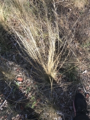 Austrostipa scabra