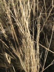 Austrostipa scabra