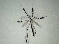 Bittacomorpha clavipes