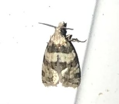 Aethes argentilimitana