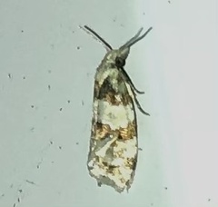 Aethes argentilimitana